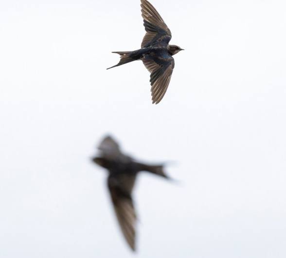 Sabi Sabi Benjamin Loon Swallow Fly