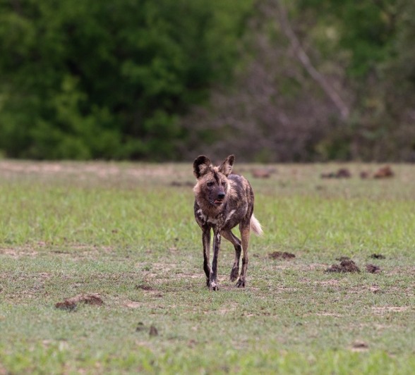Sabi Sabi Viviane Ladner Wild Dogs