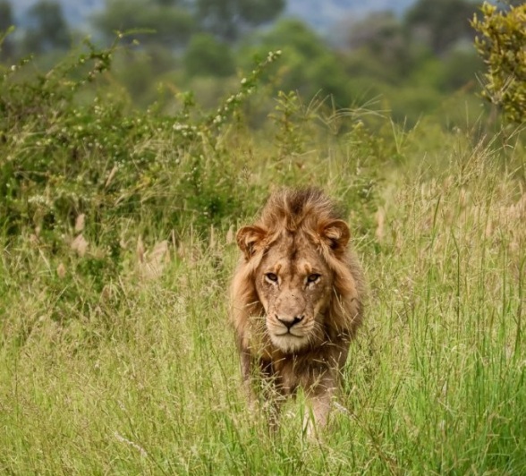Sabi Sabi Jan Nel Nwaswishaka Male Lion