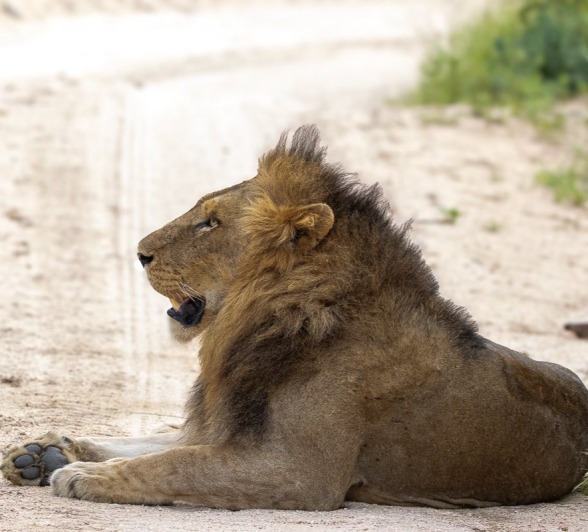 Sabi Sabi Ronald Mutero Nwash Male