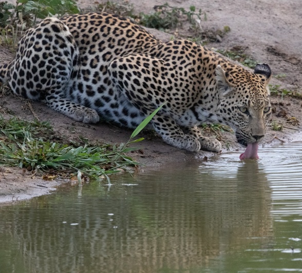 A18Jason Street   Ntsumi Cub   240123   3 Final