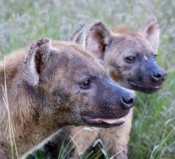 14 ronald mutero - hyena- 16032023_.jpg 14 Ronald Mutero Hyena 16032023