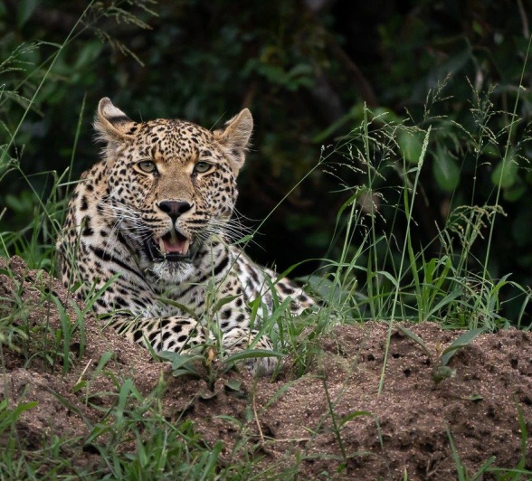 The Nottins male leopard scans the bush for his next meal. The Nottins male leopard scans the bush for his next meal.
