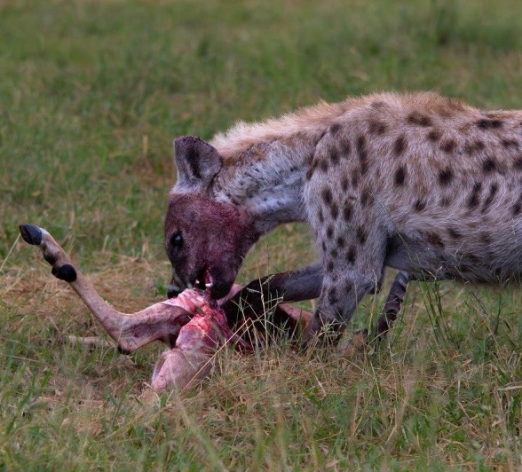 Hyena With Kill Jason Street Hyena With Kill Jason Street