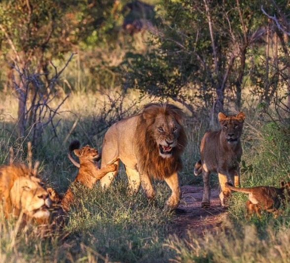 The one male cub was killed by younger males The one male cub was killed by younger males