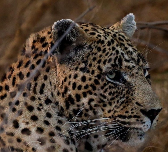 Close-up of N'weti, the male leopard, his intense gaze fixed on a potential prey.