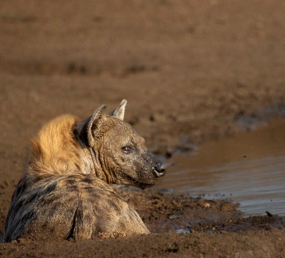 Hyena resting near a waterhole at sunset, observing its surroundings.