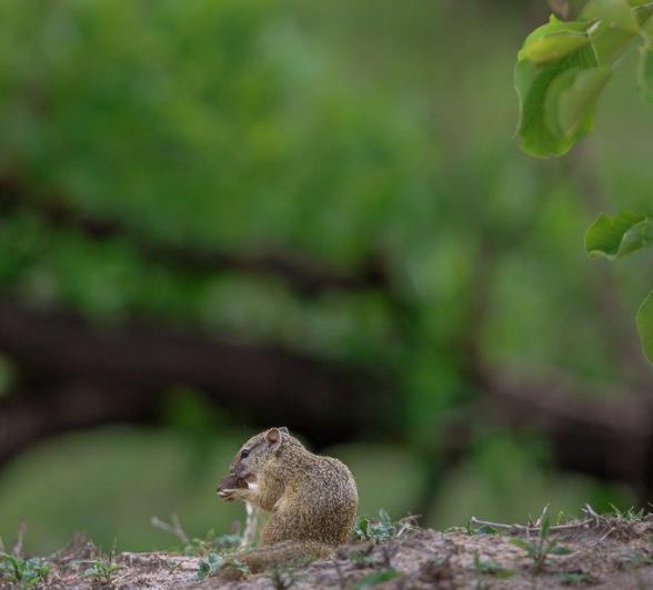 Sabi Sabi Ruan Mey Squirrel