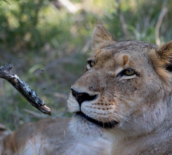 Sabi Sabi Ronald Mutero Southern Pride
