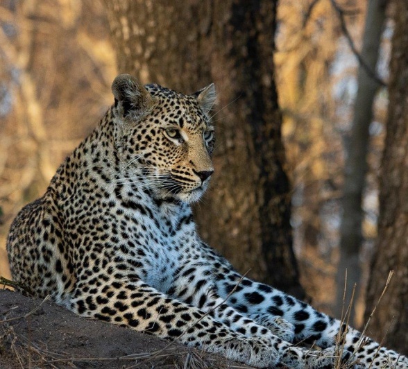 Khurhula, a leopard, scans the area. Khurhula, a leopard, scans the area.