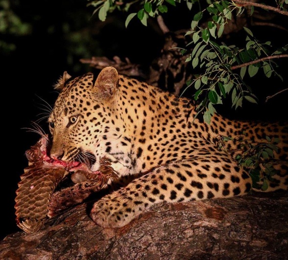 In the treetops, Nkuwa holds onto his kill, a ground pangolin.