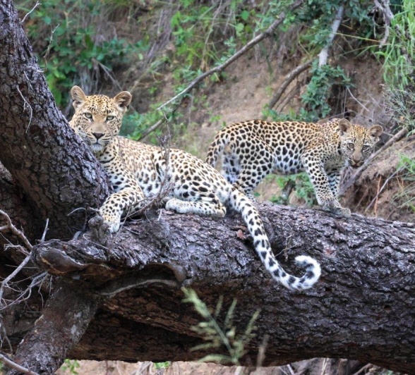 Sabi Sabi Ruan Mey Golonyi And Cub 2