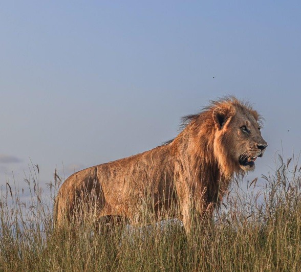Sabi Sabi Ruan Mey Kambula Male On Hill