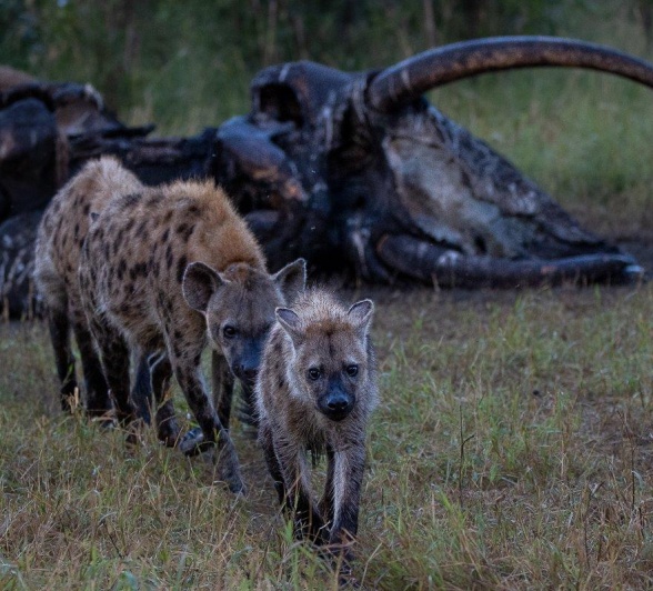 Three hyenas leave the scene of an elephant carcass. Three hyenas leave the scene of an elephant carcass.