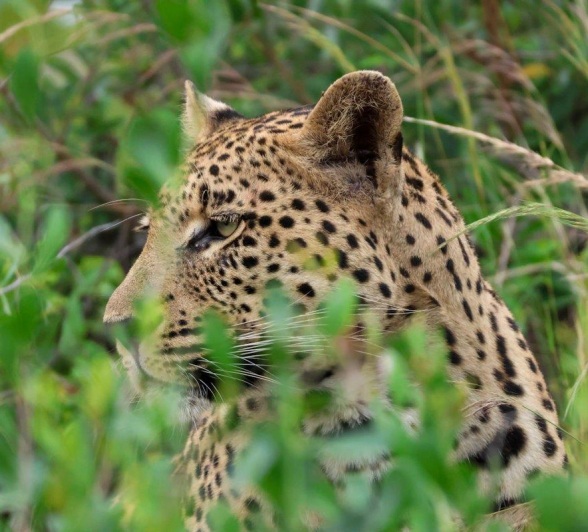 The Nottens male leopard is spotted through the tall grass. The Nottens male leopard is spotted through the tall grass.