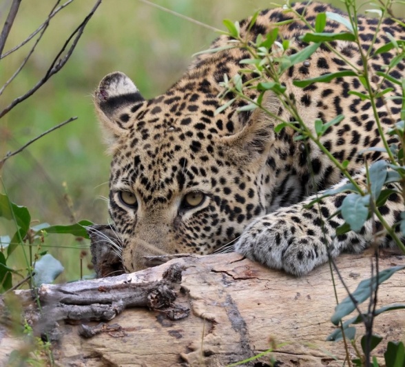 Sabi Sabi Jan Nel Nambo Male Leopard Sabi Sabi Jan Nel Nambo Male Leopard