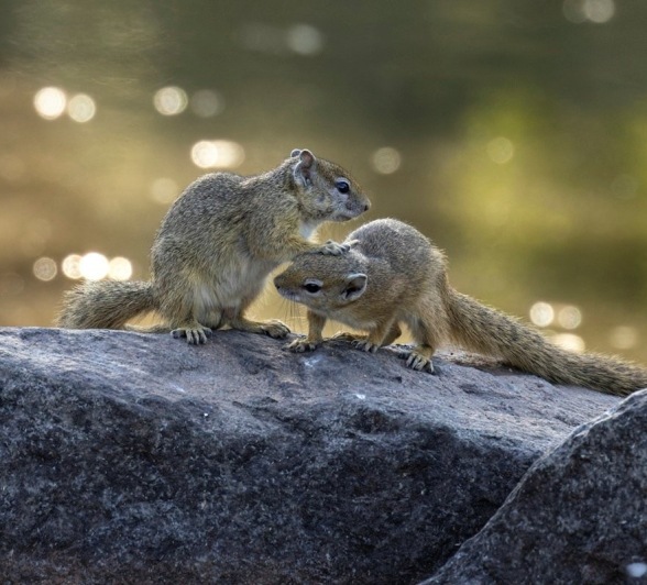 Sabi Sabi Benjamin Loon Squirrel