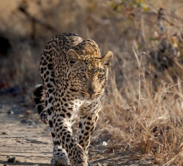 Sabi Sabi Devon Jansen Tengile Leopard Stalking Sabi Sabi Devon Jansen Tengile Leopard Stalking
