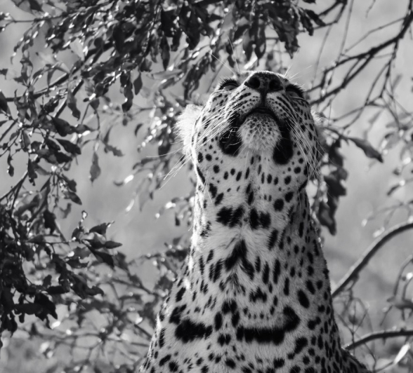 Sabi Sabi Jan Nel Ntsumi Tree