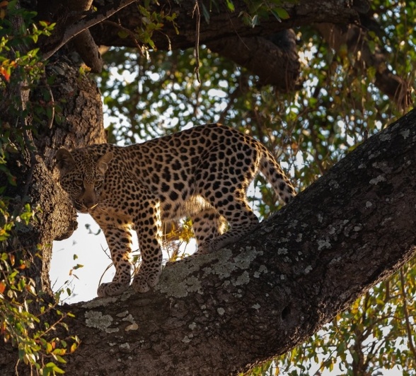 Sabi Sabi Viviane Ladner Golonyi In Tree Sabi Sabi Viviane Ladner Golonyi In Tree
