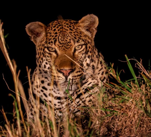 The Khulwana male leopard spotted after dark. The Khulwana male leopard spotted after dark.