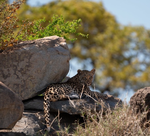 Golonyi lays in the shade of a boulder during the heat of the day. Golonyi lays in the shade of a boulder during the heat of the day.