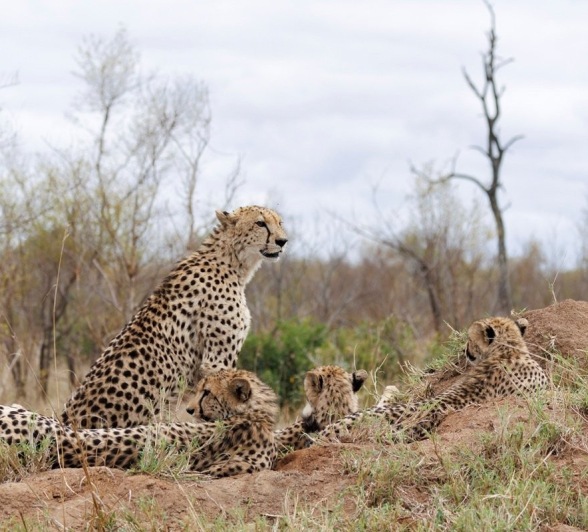 A family of cheetahs rests in the bush. A family of cheetahs rests in the bush.