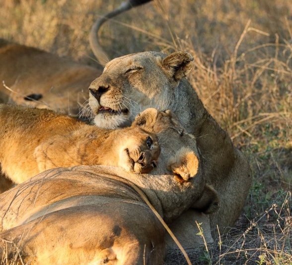 A lioness from the Styx Pride gently grooms one of the playful cubs.