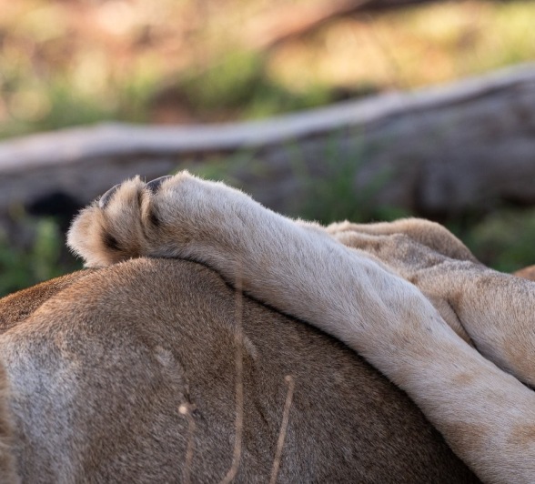 Sabi Sabi Viviane Ladner Southern Pride Lionesses