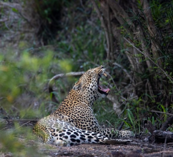 Sabi Sabi Ronald Mutero Khulwana