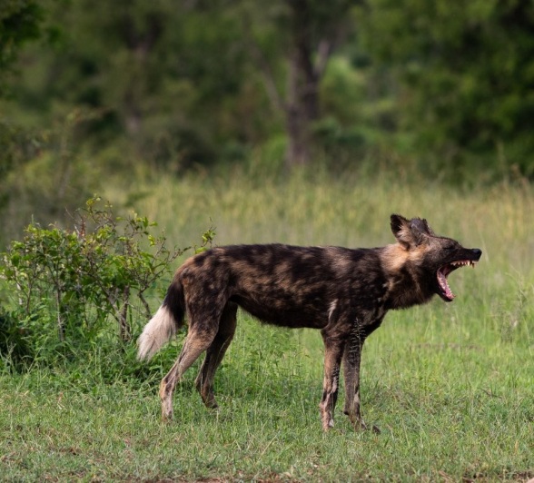 Sabi Sabi Viviane Ladner Wild Dog Female
