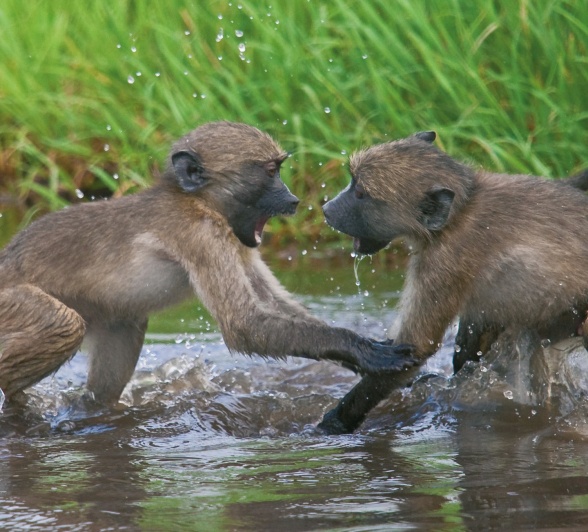 Two juvenile baboons playing together in a water source
