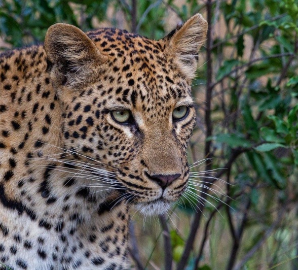 A22Dieter Lategan Golonyi150523 01 1 Of 1