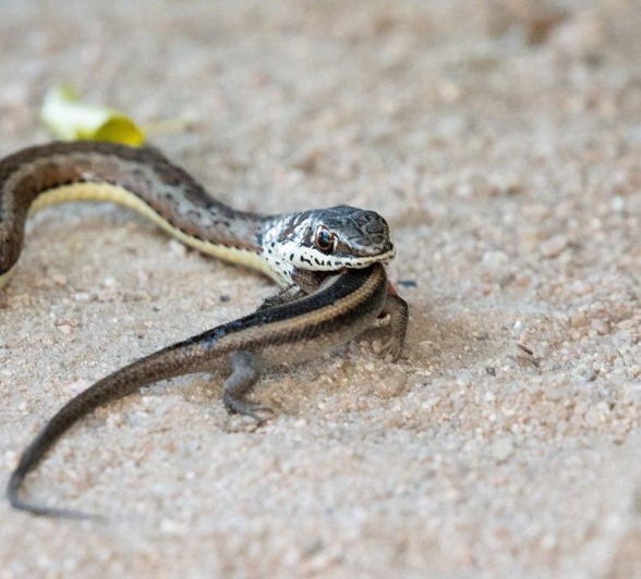 A Western yellow-bellied Sand Snake enjoys a fresh meal of this Rainbow skink.