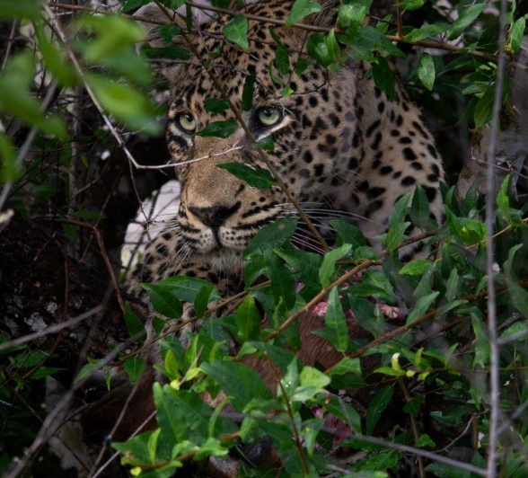 N'weti can be seen through the leaves of a tree. N'weti can be seen through the leaves of a tree.
