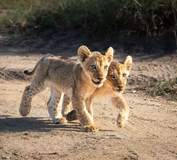 Jason Street Talamati Pride Cubs Jason Street Talamati Pride Cubs