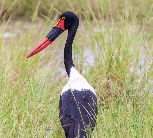 Sabi Sabi Ruan Mey Saddle Billed Stork Sabi Sabi Ruan Mey Saddle Billed Stork