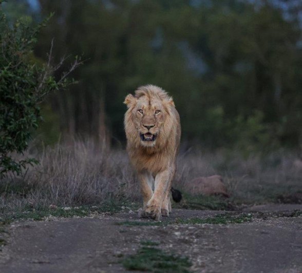 The Styx male lion walks down the road towards guests on a game drive from Sabi Sabi. 