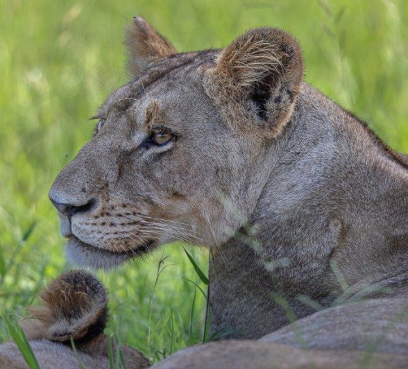 Sabi Sabi Ruan Mey Southern Pride Member In Shade Sabi Sabi Ruan Mey Southern Pride Member In Shade
