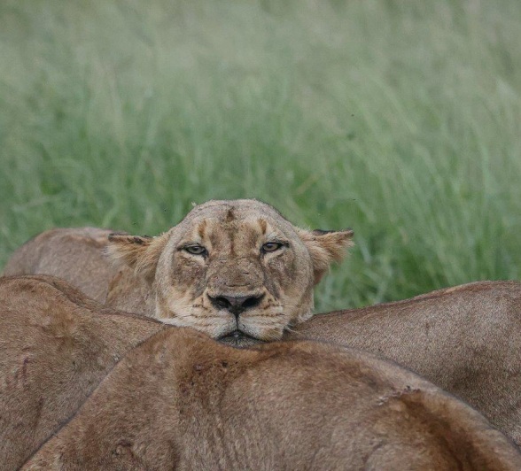 Sabi Sabi Ruan Mey Msuthlu Pride Member Sabi Sabi Ruan Mey Msuthlu Pride Member