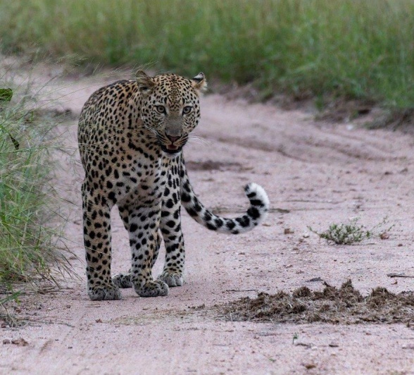 A male leopard was spotted during a game drive from Sabi Sabi.