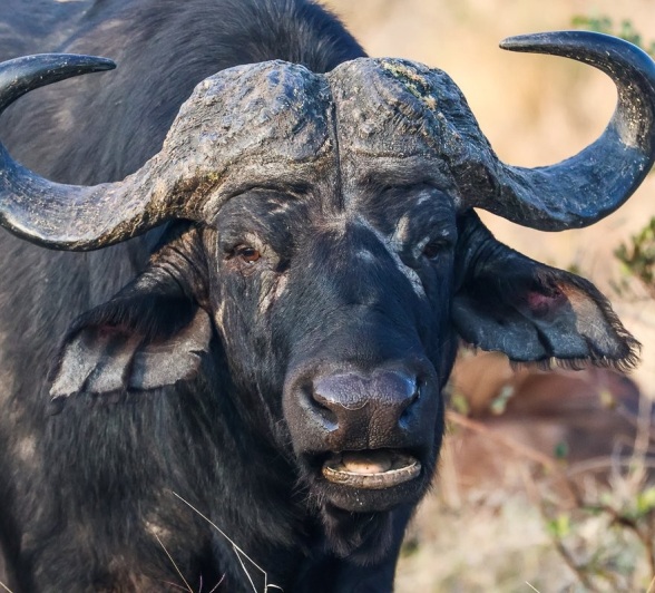 Sabi Sabi Ruan Mey Buffalo