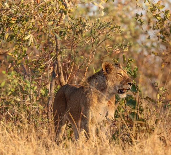 Sabi Sabi Ruan Mey Southern Pride Sabi Sabi Ruan Mey Southern Pride