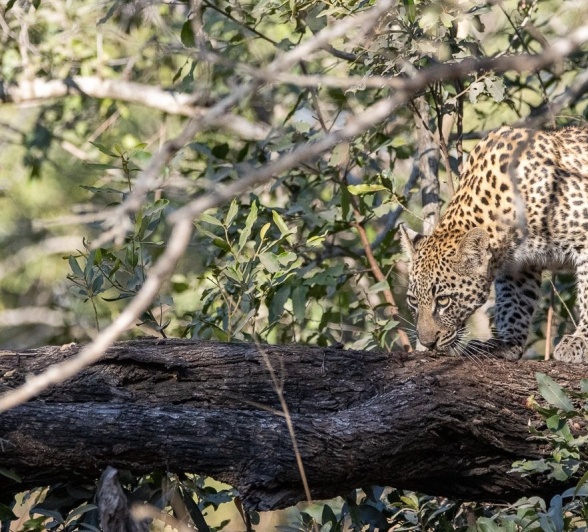 Sabi Sabi Ronald Mutero Golonyi In Tree