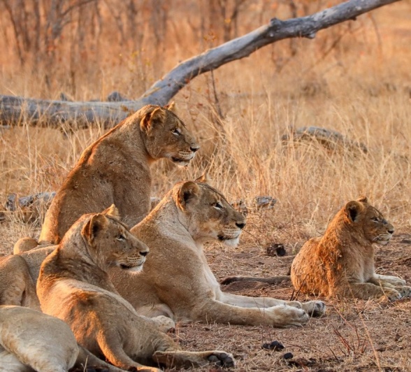 Msuthlu pride, content after feasting on a kill