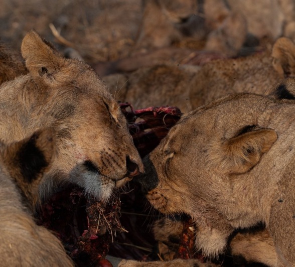 Sabi Sabi Viviane Ladner Msuthlu Pride Feasts Sabi Sabi Viviane Ladner Msuthlu Pride Feasts