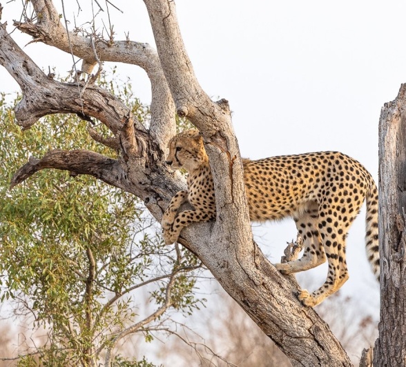 Sabi Sabi Jp Van Rooyen Makhatini Cub Sabi Sabi Jp Van Rooyen Makhatini Cub