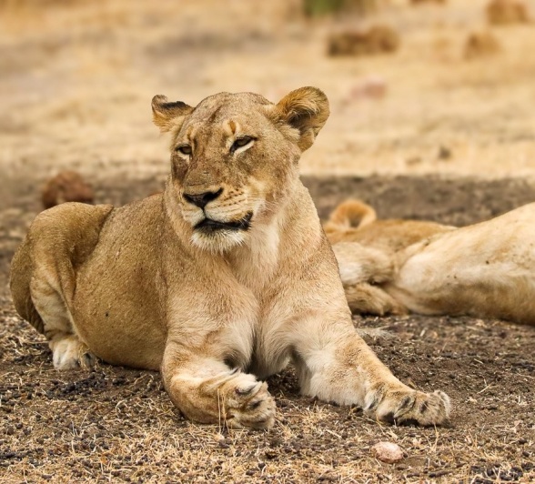 Sabi Sabi Jana Du Plessis Msuthlu Lion Sabi Sabi Jana Du Plessis Msuthlu Lion