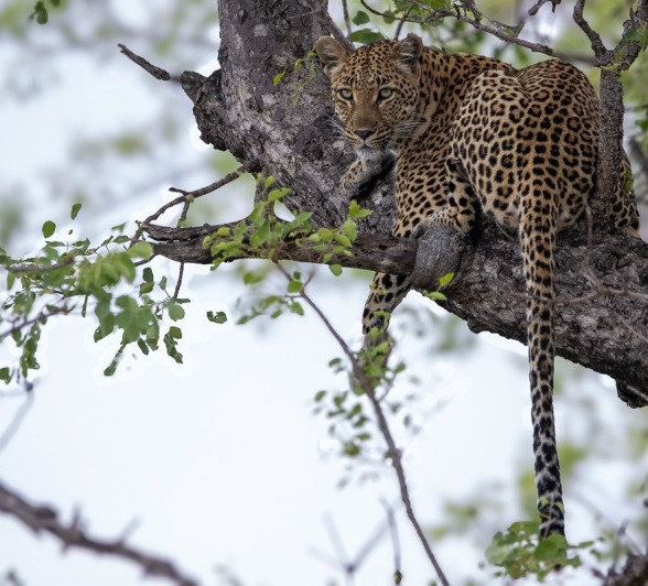 Sabi Sabi Ronald Mutero Golonyi In Tree