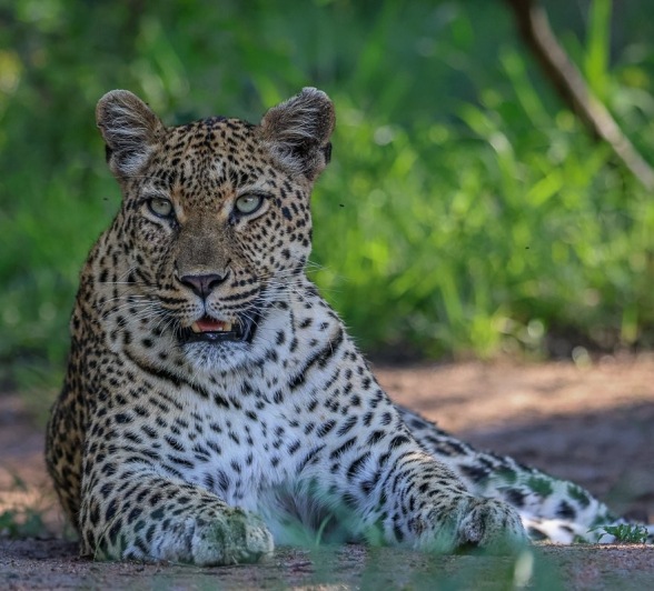 Sabi Sabi Ruan Mey Golonyi Rests